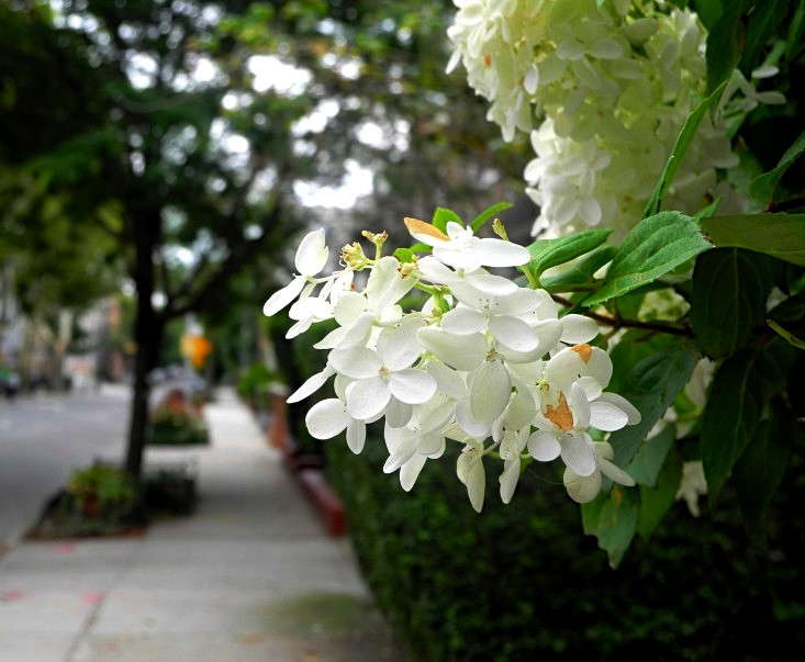 A hydrangea greets passersby in Brooklyn. Photograph by Jeanne Rostaing.